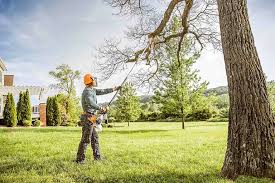 Reliable Bondurant, IA Tree Removal Solutions